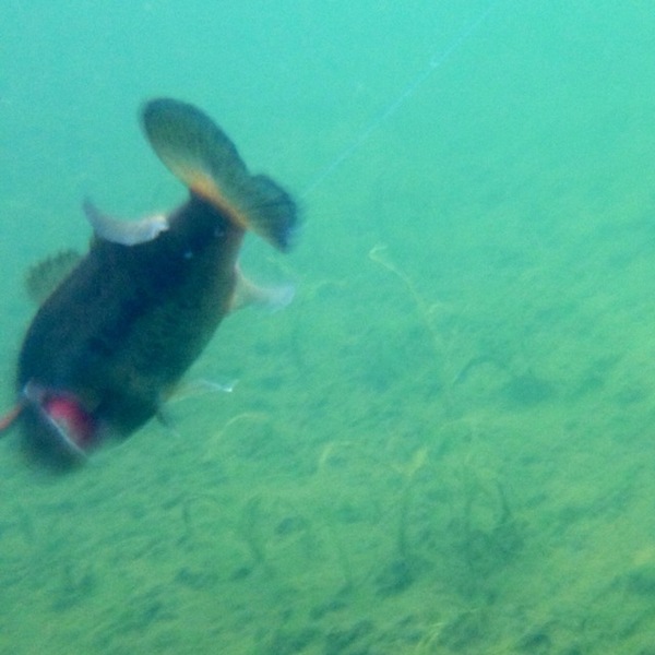 A photo of Phillip_Lee's catch
