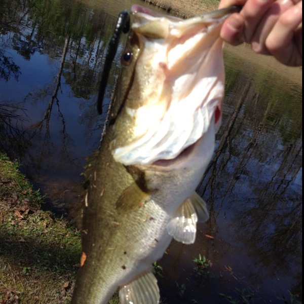 A photo of dalemiller's catch
