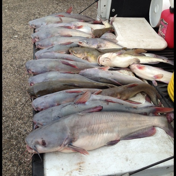A photo of Eddie Eddie's catch