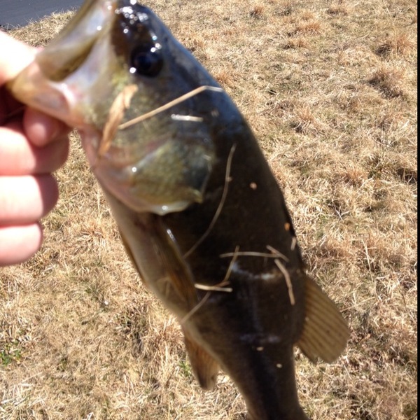 A photo of Louis Monetti's catch