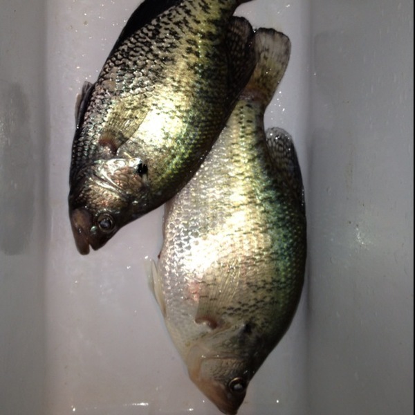 A photo of DeanTX's catch