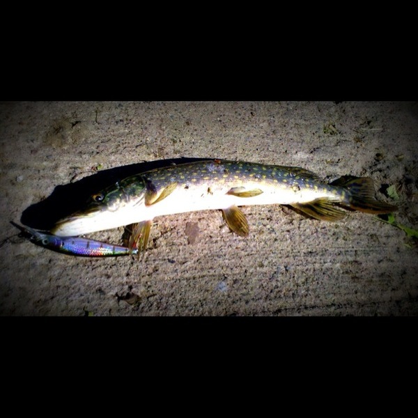 A photo of baitfish's catch