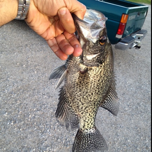 A photo of DeanTX's catch