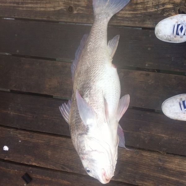 A photo of ATXfish22's catch