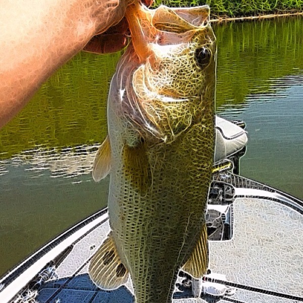 A photo of BitinTriton's catch