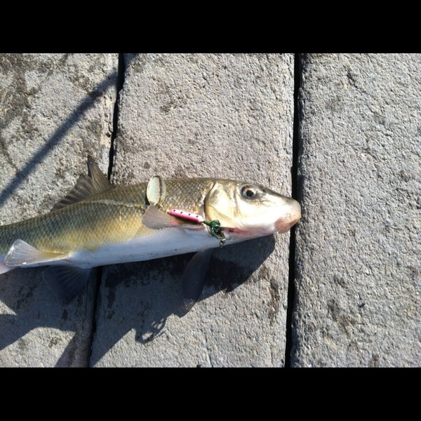 A photo of Taylor  Taylor 's catch
