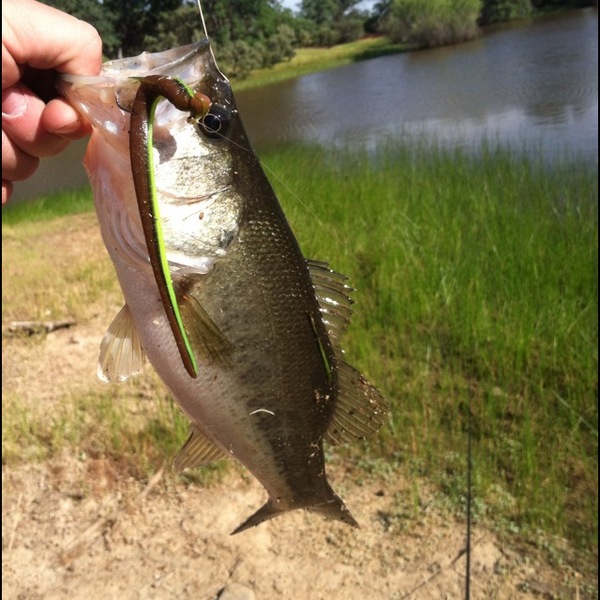 A photo of Taylor  Taylor 's catch