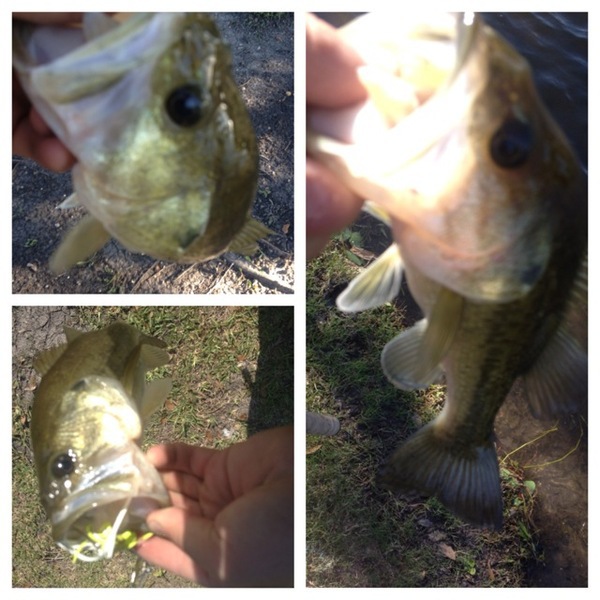 A photo of nathan_panepinto's catch
