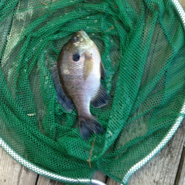 A photo of Derek Furtado's catch