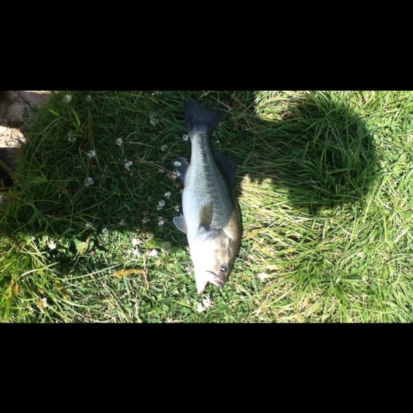 A photo of Isaiah  Minton 's catch