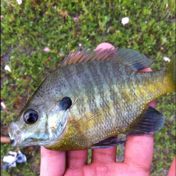 A photo of iambatman26's catch