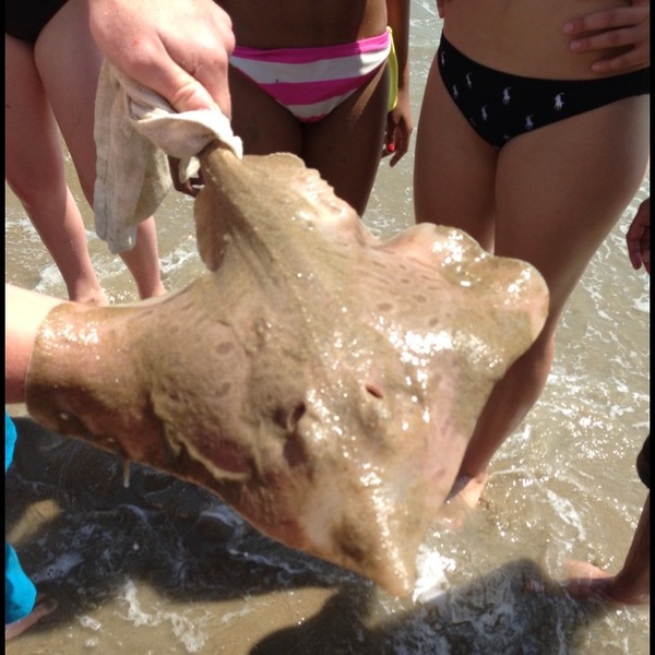 A photo of logan_grow's catch