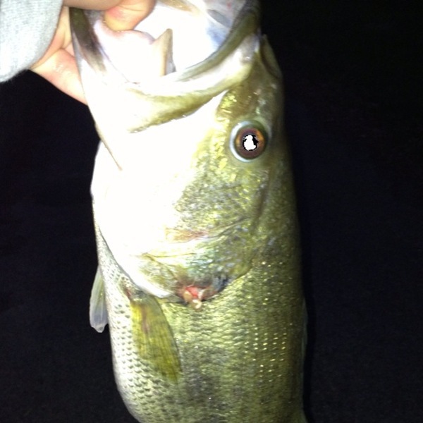 A photo of _Nike_20's catch