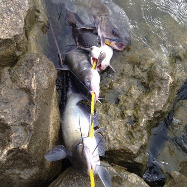 A photo of DeanTX's catch
