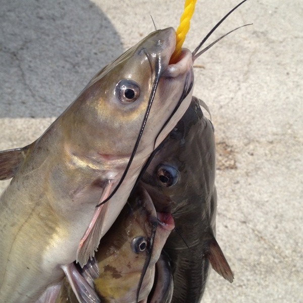 A photo of DeanTX's catch