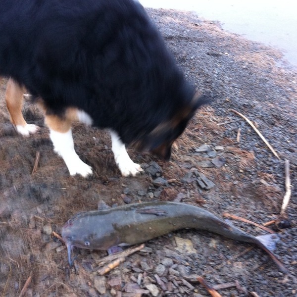 A photo of tpick21's catch