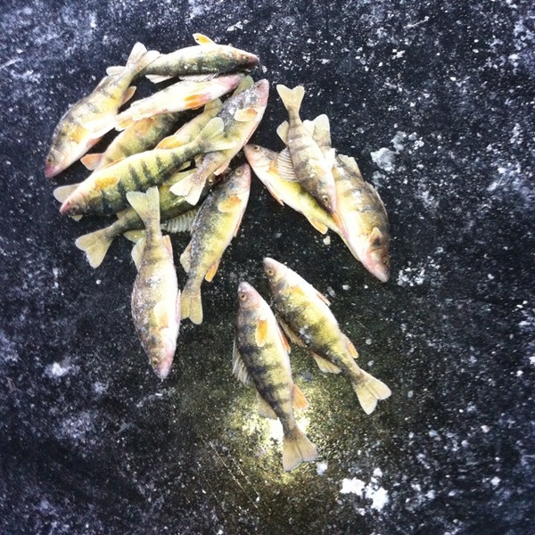 A photo of tpick21's catch