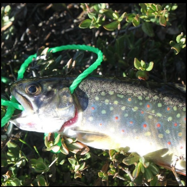 A photo of glen28's catch