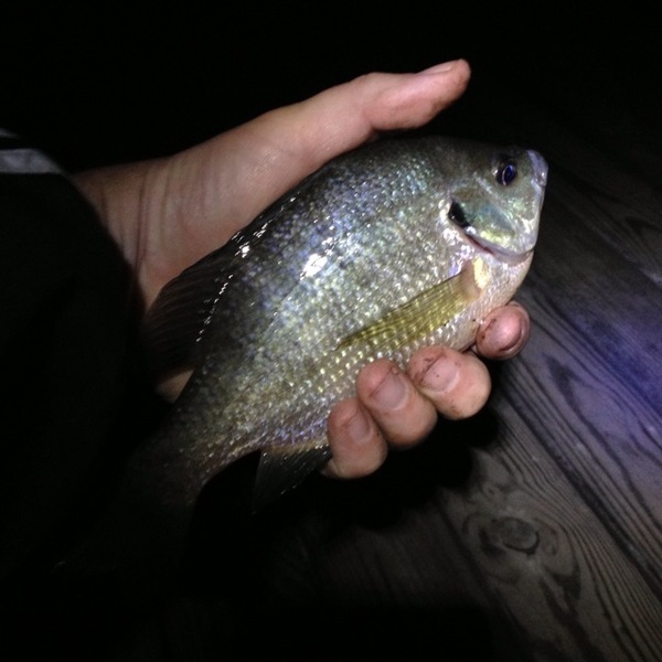 A photo of grindios's catch