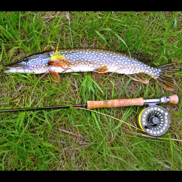 A photo of baitfish's catch