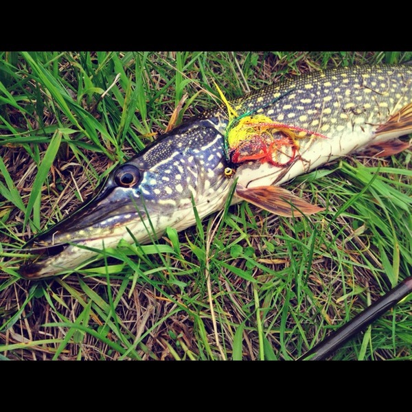 A photo of baitfish's catch