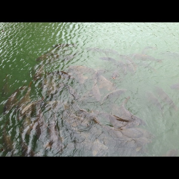 A photo of Will Elphingstone's catch