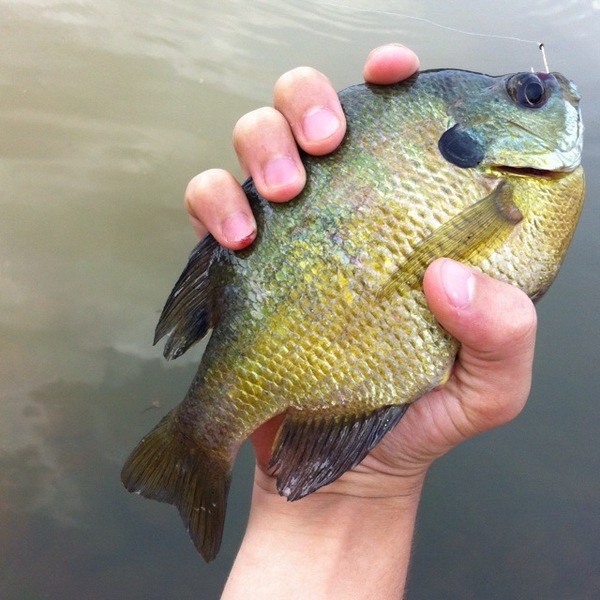 A photo of JoshT's catch