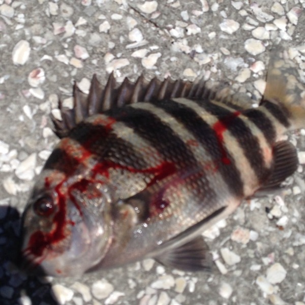 A photo of hotchross's catch