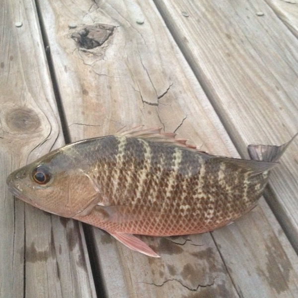 A photo of cself78's catch