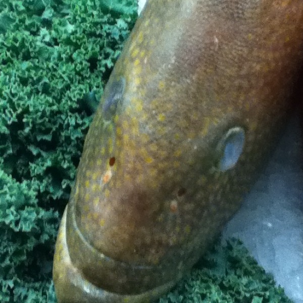 A photo of Jacob Tokar's catch