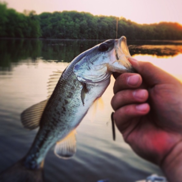A photo of ckinggo's catch