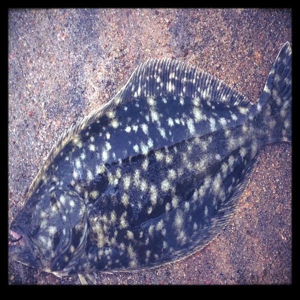 A photo of dr_michelle's catch