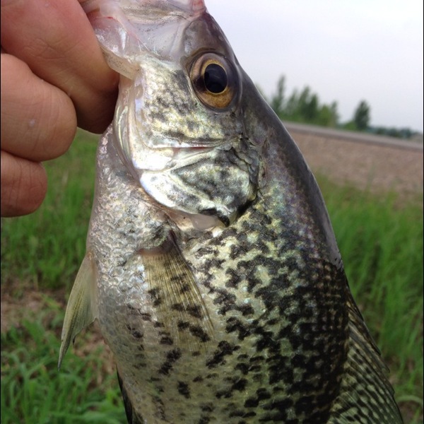A photo of SmallFry21's catch