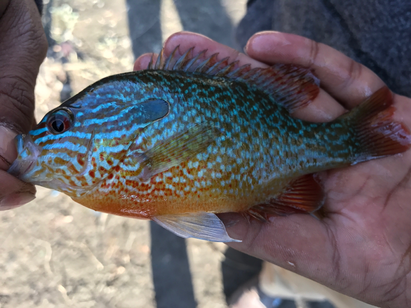 A photo of Vik L's catch