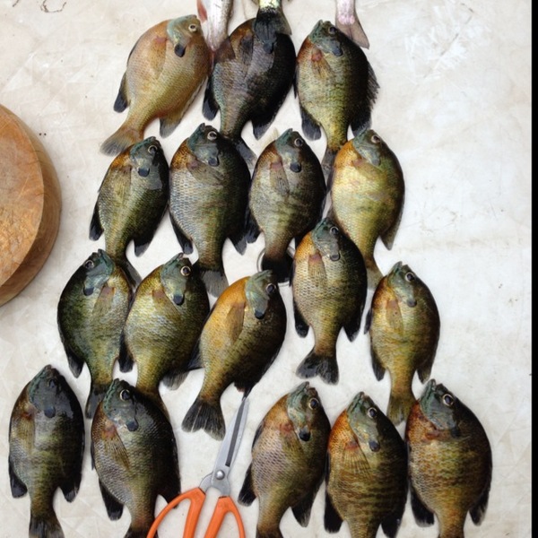 A photo of SmallFry21's catch