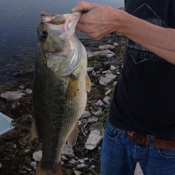 A photo of eadevins88's catch