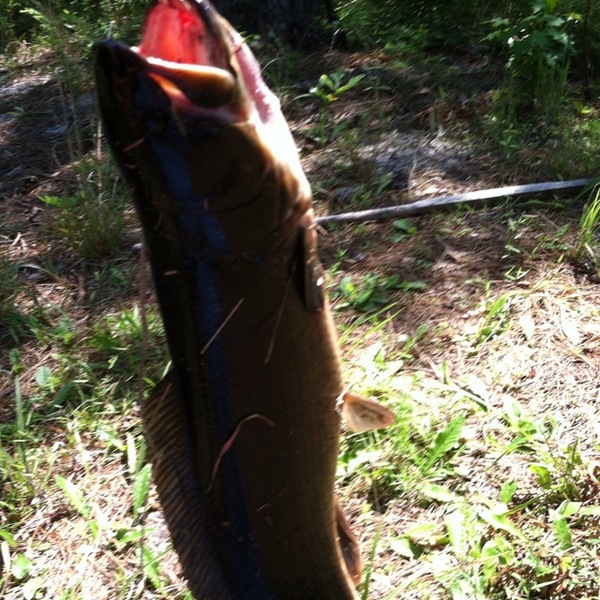 A photo of wesbryan12345's catch