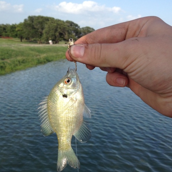 A photo of basslayer32's catch