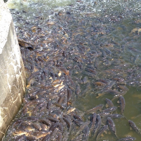 A photo of danfrenchy's catch