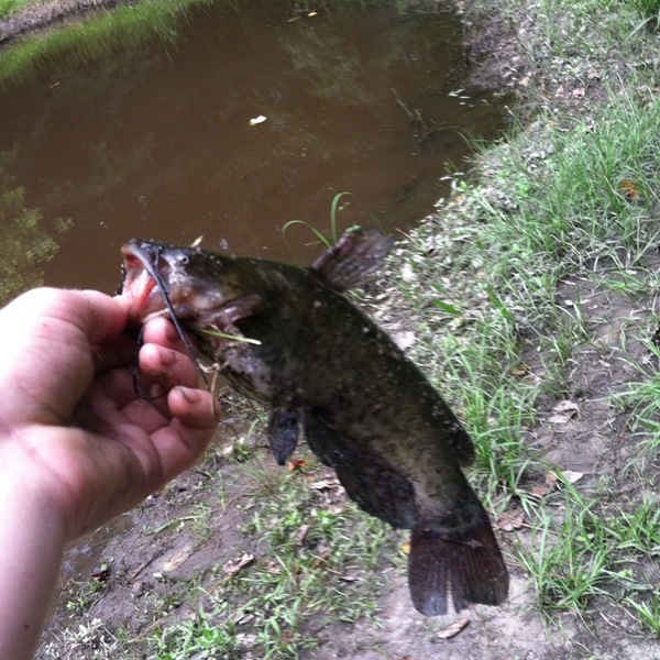 A photo of wesbryan12345's catch