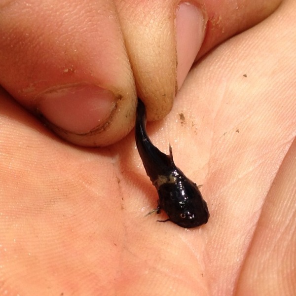 A photo of Nathan  Proske's catch