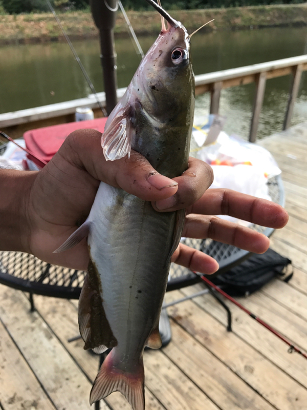 A photo of Vik L's catch