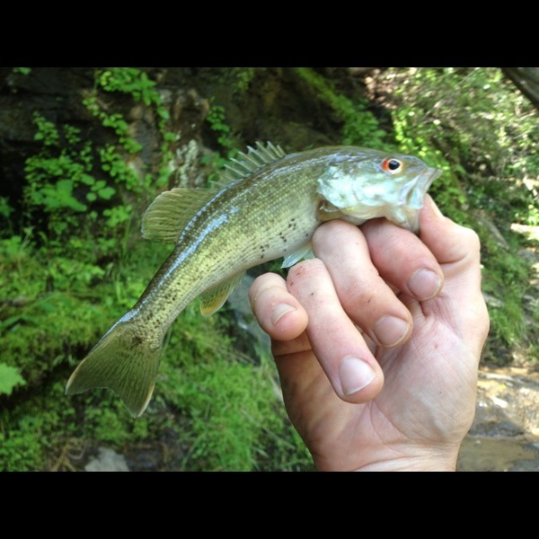 A photo of datrippa's catch