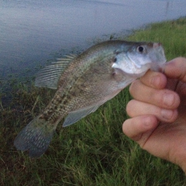 A photo of m213690h's catch