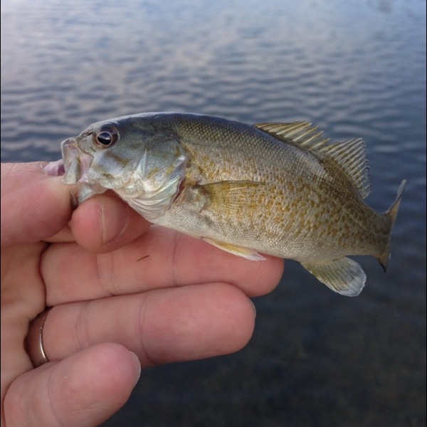 A photo of coryo's catch