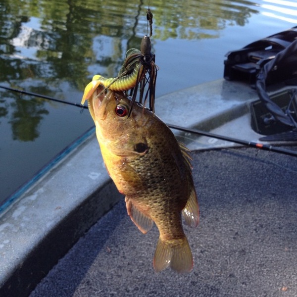 A photo of _Nike_20's catch