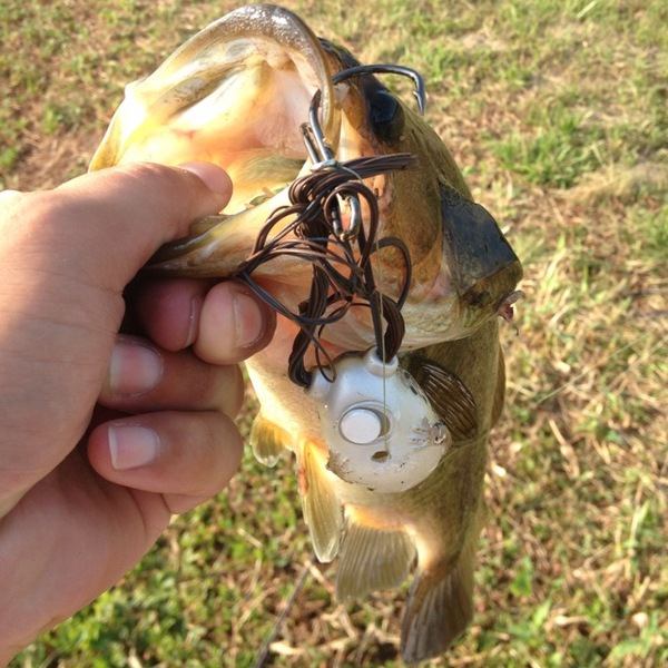 A photo of nick14's catch