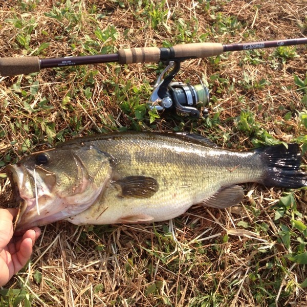 A photo of nick14's catch