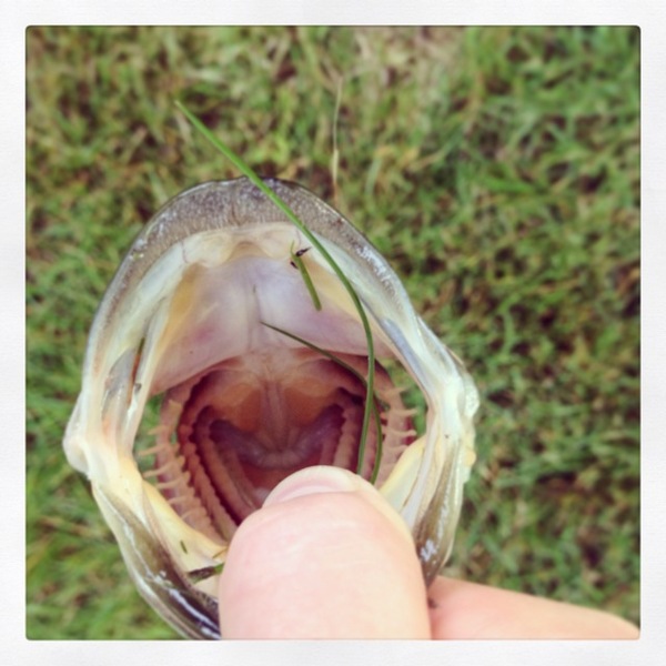 A photo of scottv23's catch