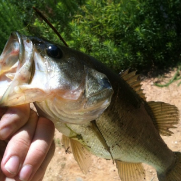 A photo of DJ Bryan's catch